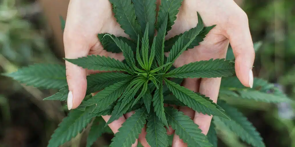 Woman's hands holding marijuana leaves, from which CBD skin care is made